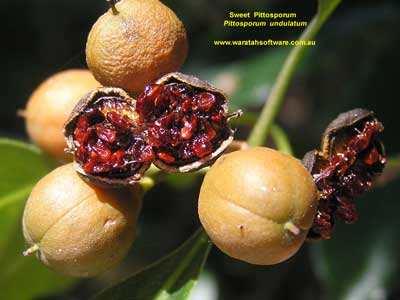 معرفی و راهنمای پرورش درختان زینتی - میخک درختی شیرین